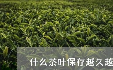 什么茶叶保存越久越好/2023061093848