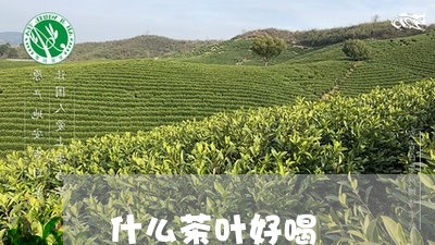 什么茶叶好喝/2023042996548