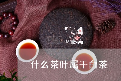 什么茶叶属于白茶/2023061594049