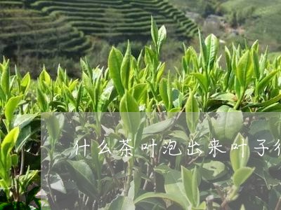 什么茶叶泡出来叶子很大泡开的茶叶/2023060448361