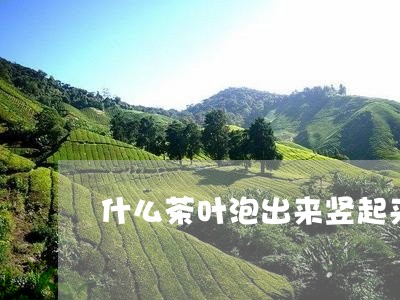 什么茶叶泡出来竖起来/2023092216048