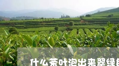 什么茶叶泡出来翠绿色/2023092284949