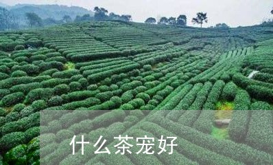 什么茶宠好/2023090213714