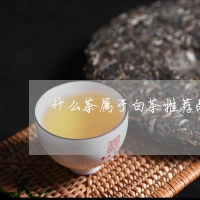 什么茶属于白茶推荐品牌/2023111740591