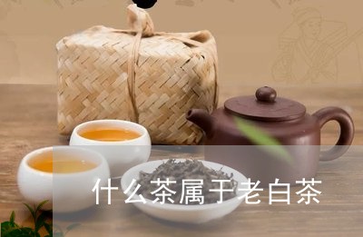 什么茶属于老白茶/2023061518693