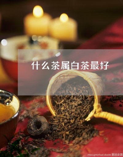 什么茶属白茶最好/2023061547371