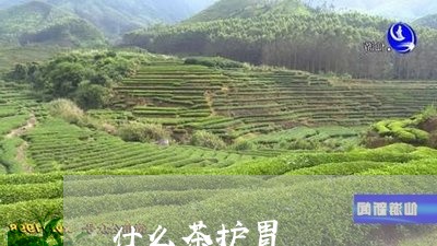 什么茶护胃/2023090268260