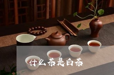 什么茶是白茶/2023051210602