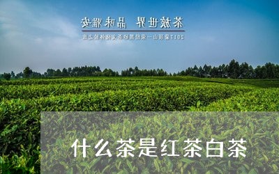 什么茶是红茶白茶/2023061526138