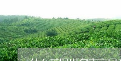 什么茶最出名南京最有名的茶叶/2023053115259