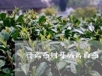 什么茶树可以出白茶/2023071596159