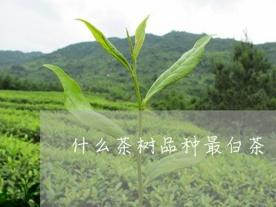 什么茶树品种最白茶/2023121649694