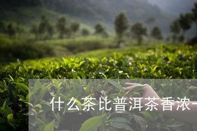 什么茶比普洱茶香浓一些/2023082839380