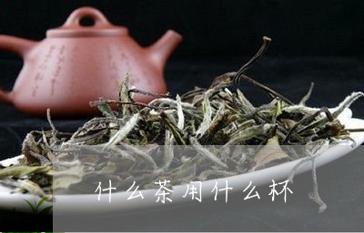 什么茶用什么杯/2023042944469