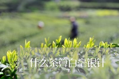 什么茶算白毫银针/2023090747362