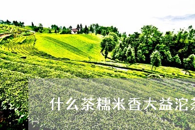 什么茶糯米香大益沱茶/2023092220704