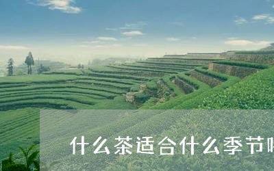 什么茶适合什么季节喝/2023071448360