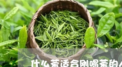 什么茶适合刚喝茶的人/2023071536938