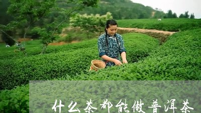 什么茶都能做普洱茶/2023070950314