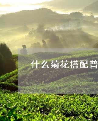 什么菊花搭配普洱茶好喝/2023082537264