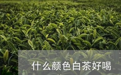 什么颜色白茶好喝/2023061543036