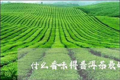 什么香味得普洱茶最好/2023100655073