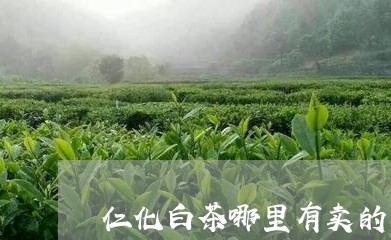 仁化白茶哪里有卖的/2023071588471