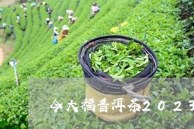 今大福普洱茶2023/2023120680262