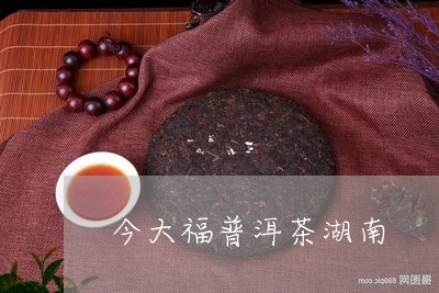 今大福普洱茶湖南/2023110591715