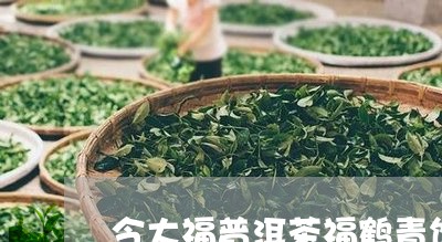 今大福普洱茶福鹤青饼/2023092614816