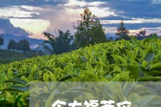 今大福茶价/2023090245051