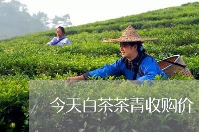 今天白茶茶青收购价/2023071549383