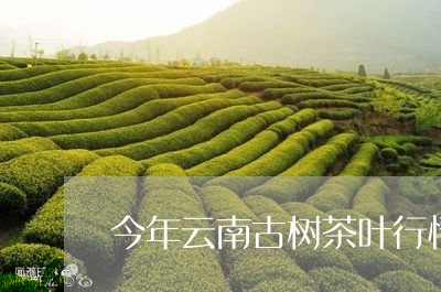 今年云南古树茶叶行情怎么样/2023052647158