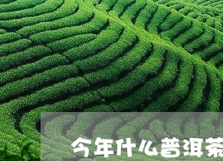 今年什么普洱茶最好卖/2023100647382