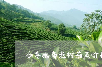 今年冰岛老树茶王价格/2023092377480