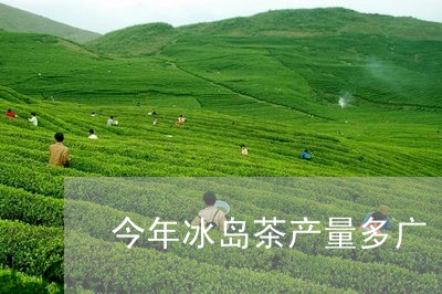 今年冰岛茶产量多广/2023042600785