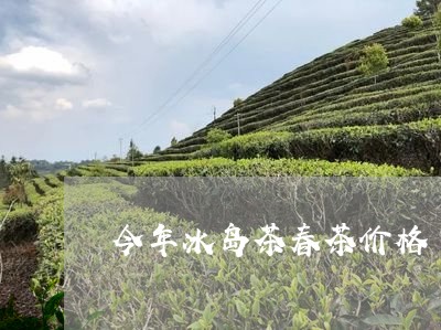 今年冰岛茶春茶价格/2023042654049