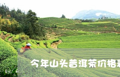 今年山头普洱茶价格表最新/2023110220682