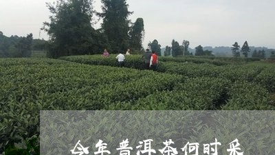 今年普洱茶何时采/2023102660312