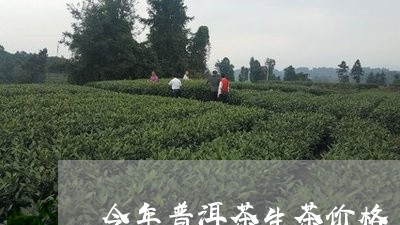 今年普洱茶生茶价格/2023091451606