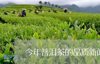 今年普洱茶的品质新闻/2023100590482