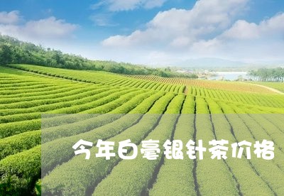 今年白毫银针茶价格/2023120354168