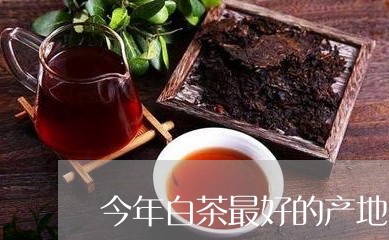 今年白茶最好的产地/2023081233029