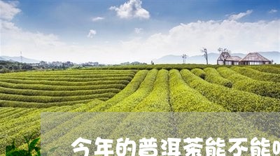 今年的普洱茶能不能喝/2023092768604