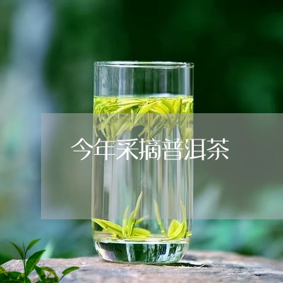 今年采摘普洱茶/2023120357150