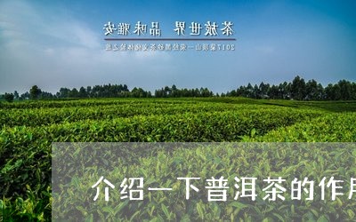 介绍一下普洱茶的作用/2023093052723