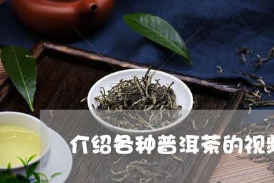 介绍各种普洱茶的视频/2023062498593