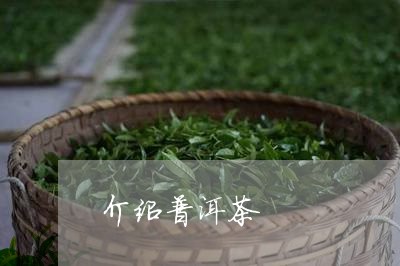 介绍普洱茶/2023090660718