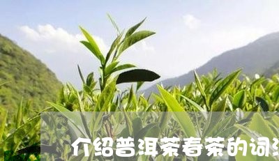 介绍普洱茶春茶的词汇/2023082861502