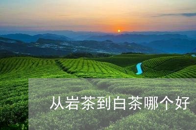 从岩茶到白茶哪个好/2023081227260